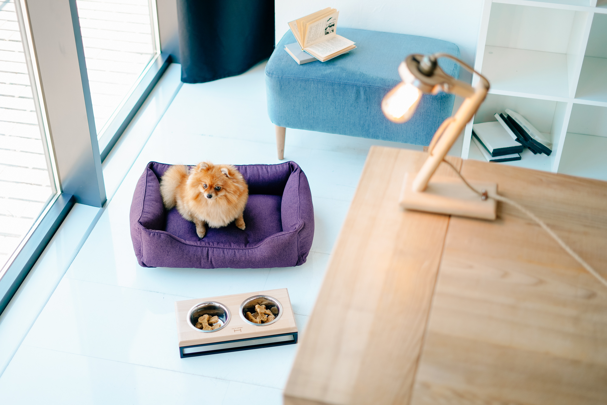 designer furniture and stylish accessories for pets